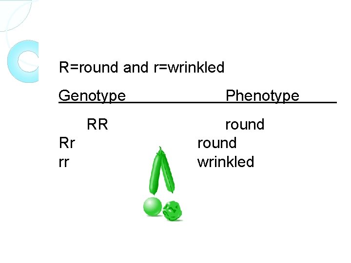 R=round and r=wrinkled Genotype RR Rr rr Phenotype round wrinkled 