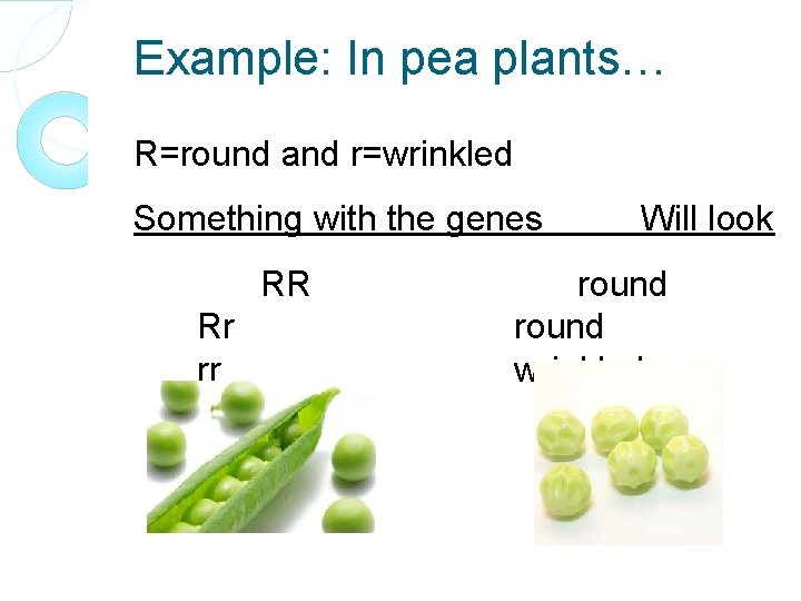 Example: In pea plants… R=round and r=wrinkled Something with the genes RR Rr rr