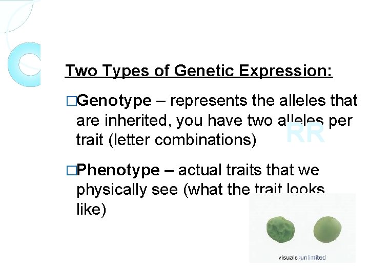 Two Types of Genetic Expression: �Genotype – represents the alleles that are inherited, you