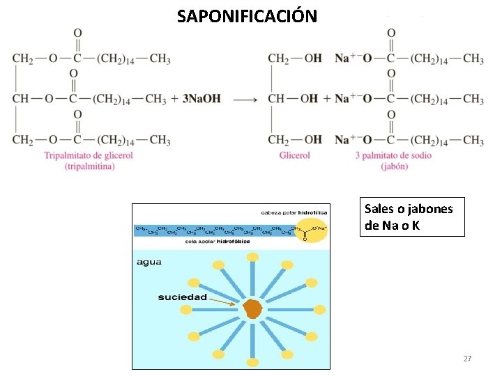 SAPONIFICACIÓN Sales o jabones de Na o K 27 