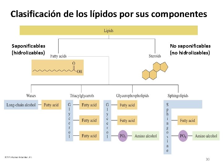 Clasificación de los lípidos por sus componentes Saponificables (hidrolizables) No saponificables (no hidrolizables) 30