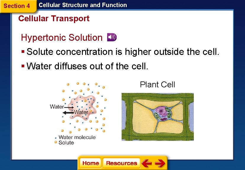 Section 4 Cellular Structure and Function Cellular Transport Hypertonic Solution § Solute concentration is