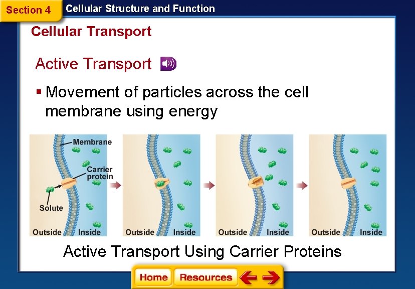 Section 4 Cellular Structure and Function Cellular Transport Active Transport § Movement of particles