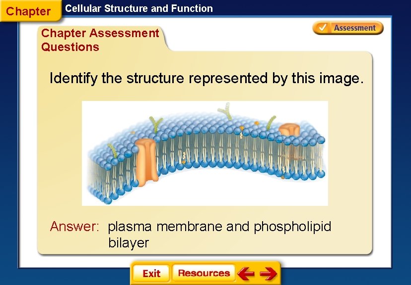 Chapter Cellular Structure and Function Chapter Assessment Questions Identify the structure represented by this