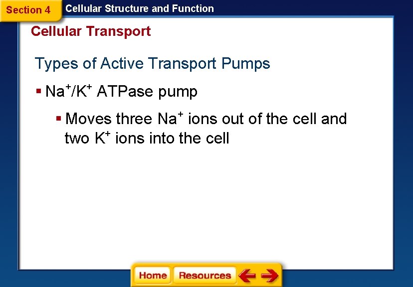 Section 4 Cellular Structure and Function Cellular Transport Types of Active Transport Pumps §