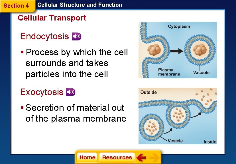 Section 4 Cellular Structure and Function Cellular Transport Endocytosis § Process by which the