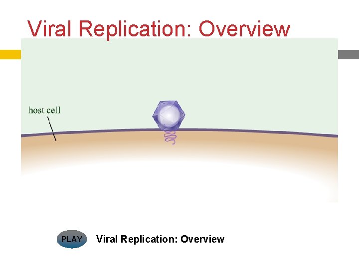 Viral Replication: Overview PLAY Viral Replication: Overview 