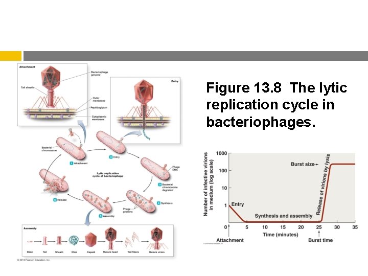 Figure 13. 8 The lytic replication cycle in bacteriophages. 