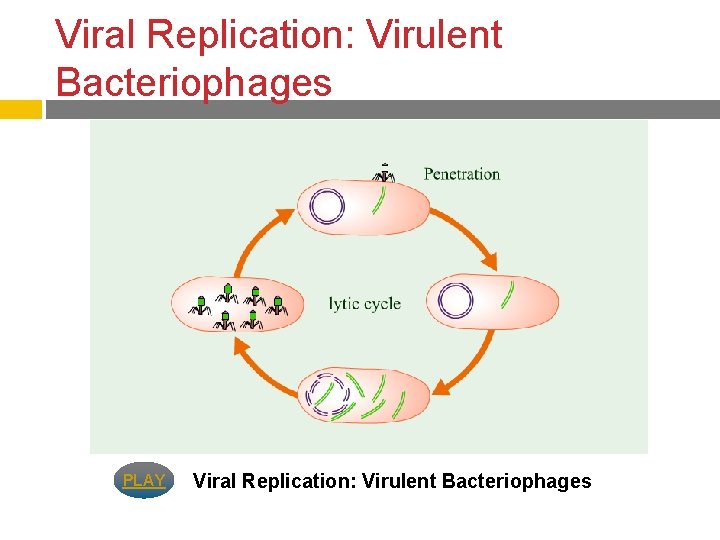 Viral Replication: Virulent Bacteriophages PLAY Viral Replication: Virulent Bacteriophages 