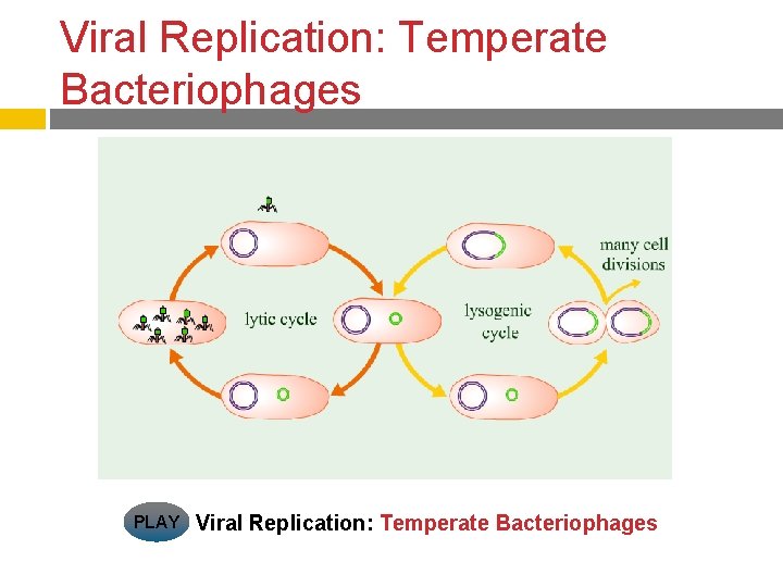 Viral Replication: Temperate Bacteriophages PLAY Viral Replication: Temperate Bacteriophages 