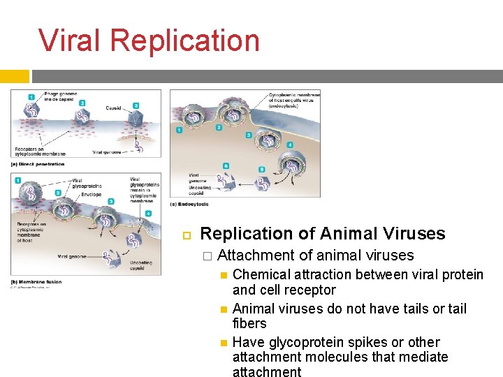 Viral Replication of Animal Viruses � Attachment of animal viruses Chemical attraction between viral