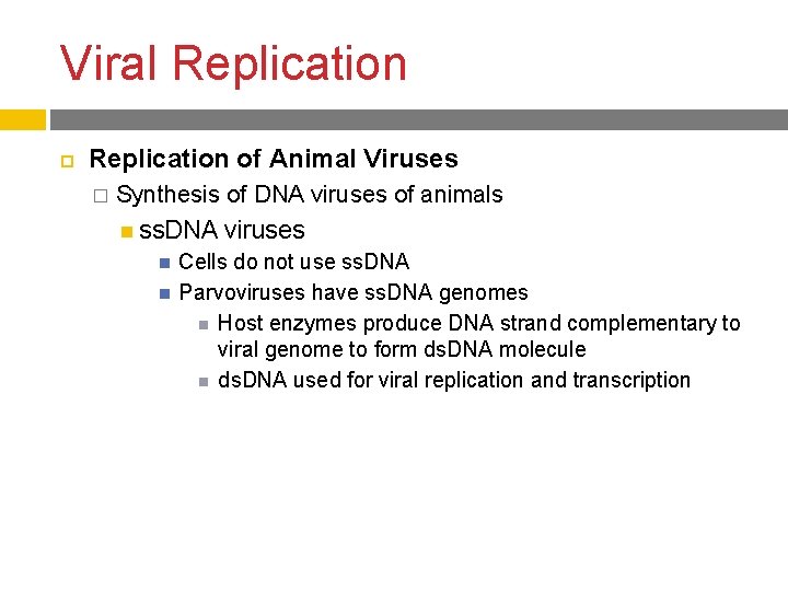 Viral Replication of Animal Viruses � Synthesis of DNA viruses of animals ss. DNA