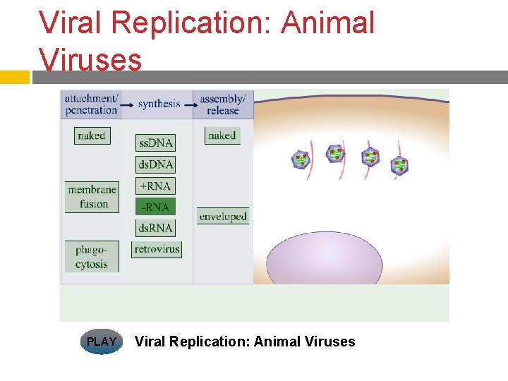 Viral Replication: Animal Viruses PLAY Viral Replication: Animal Viruses 