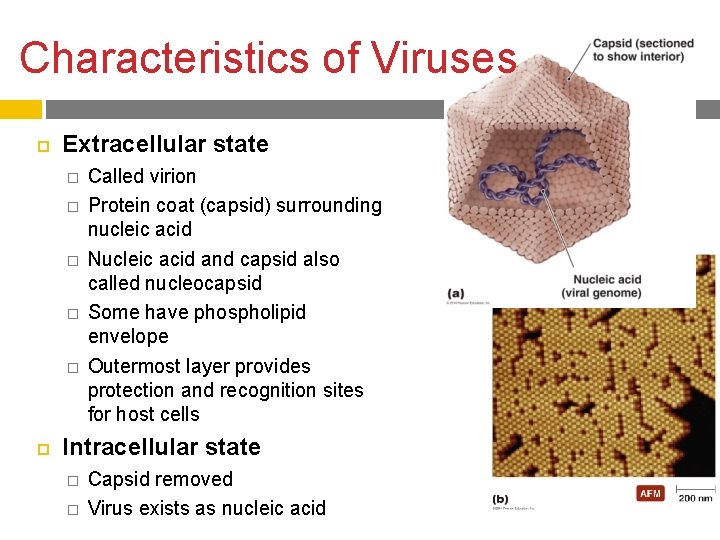 Characteristics of Viruses Extracellular state � � � Called virion Protein coat (capsid) surrounding