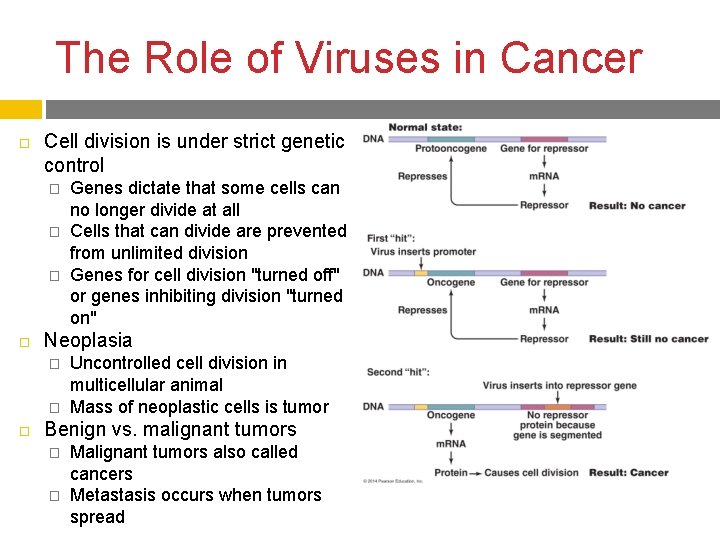 The Role of Viruses in Cancer Cell division is under strict genetic control �