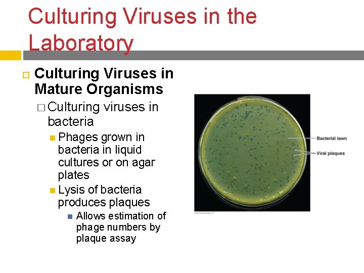 Culturing Viruses in the Laboratory Culturing Viruses in Mature Organisms � Culturing bacteria viruses