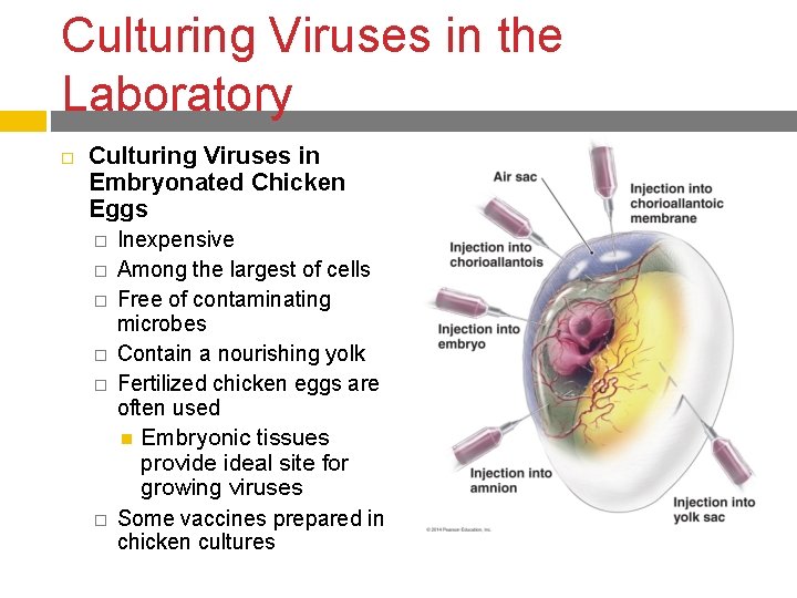 Culturing Viruses in the Laboratory Culturing Viruses in Embryonated Chicken Eggs � � �