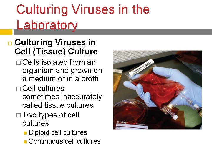 Culturing Viruses in the Laboratory Culturing Viruses in Cell (Tissue) Culture � Cells isolated