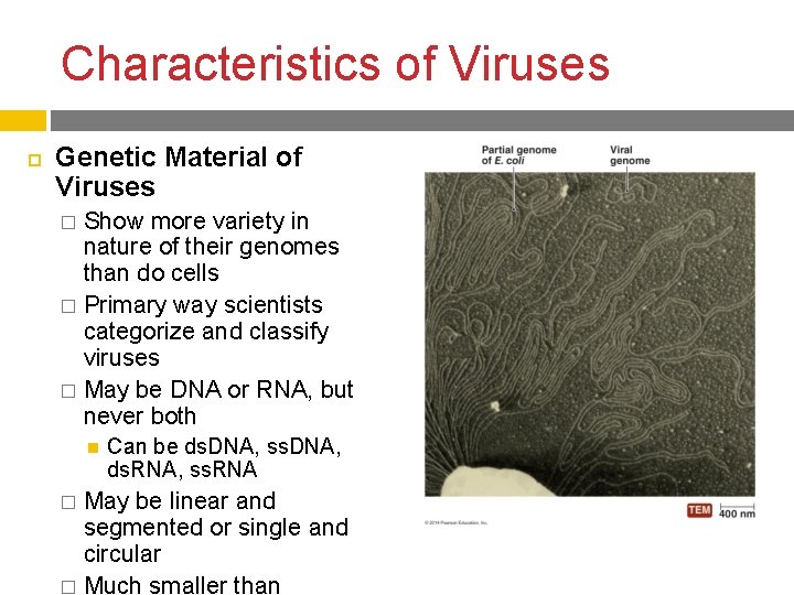 Characteristics of Viruses Genetic Material of Viruses Show more variety in nature of their