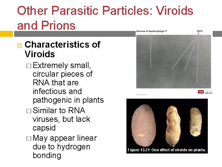 Other Parasitic Particles: Viroids and Prions Characteristics of Viroids � Extremely small, circular pieces