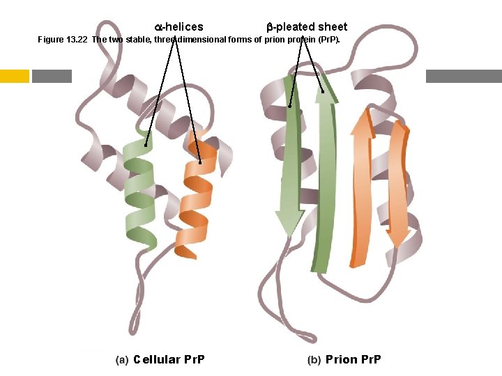  -helices -pleated sheet Figure 13. 22 The two stable, three-dimensional forms of prion