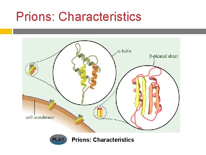 Prions: Characteristics PLAY Prions: Characteristics 