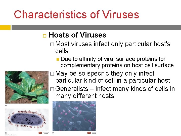 Characteristics of Viruses Hosts of Viruses � Most cells viruses infect only particular host's