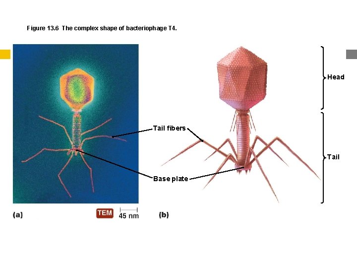 Figure 13. 6 The complex shape of bacteriophage T 4. Head Tail fibers Tail