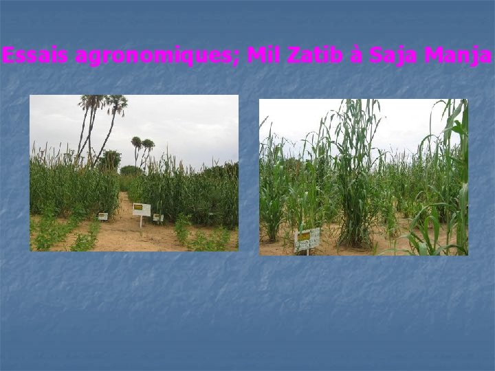 Essais agronomiques; Mil Zatib à Saja Manja 