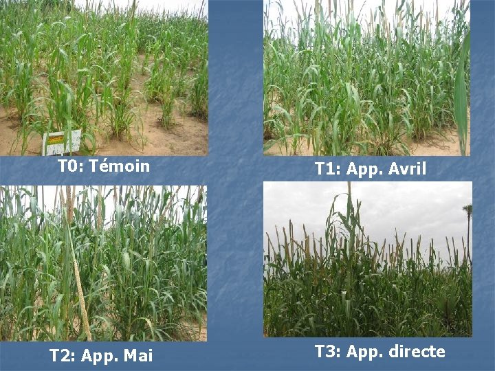 T 0: Témoin T 2: App. Mai T 1: App. Avril T 3: App.