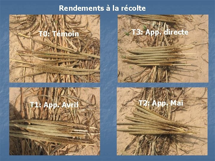 Rendements à la récolte T 0: Témoin T 1: App. Avril T 3: App. Rendements à la récolte T 0: Témoin T 1: App. Avril T 3: App.