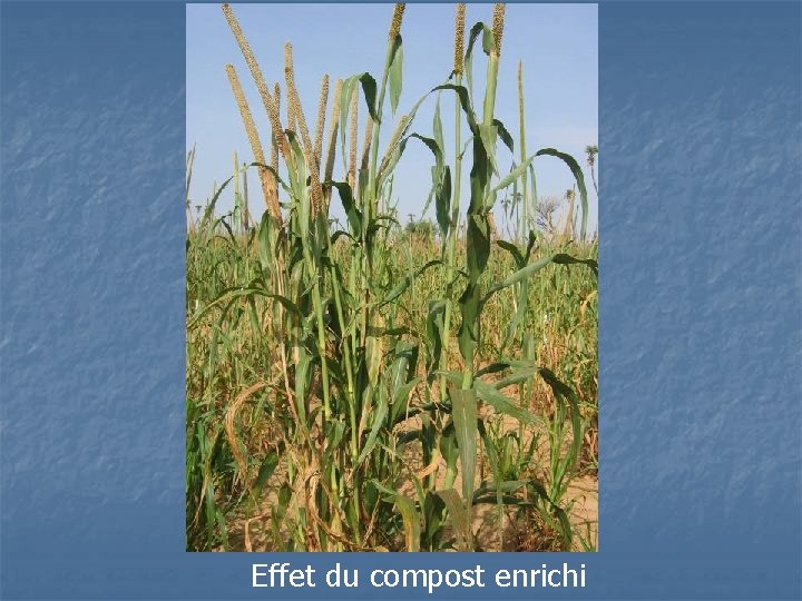 Effet du compost enrichi 