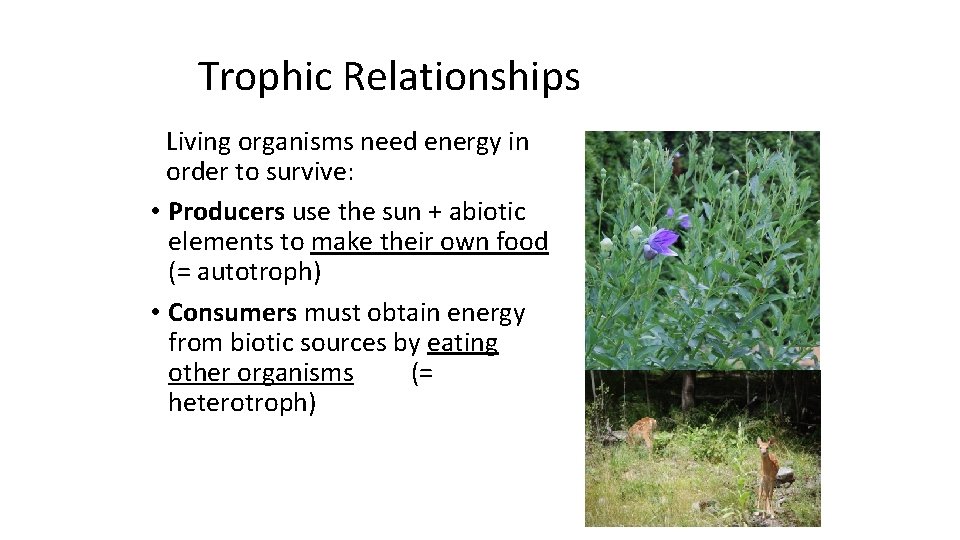 Trophic Relationships Living organisms need energy in order to survive: • Producers use the
