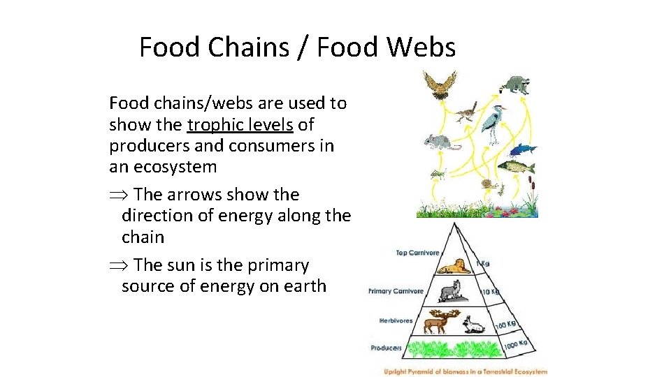 Food Chains / Food Webs Food chains/webs are used to show the trophic levels