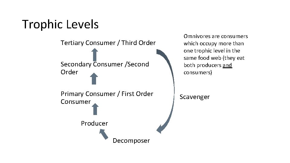 Trophic Levels Tertiary Consumer / Third Order Secondary Consumer /Second Order Primary Consumer /