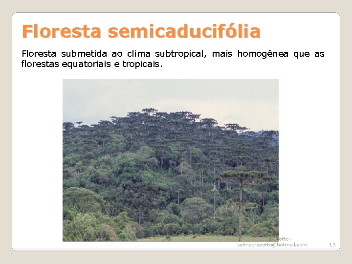 Floresta semicaducifólia Floresta submetida ao clima subtropical, mais homogênea que as florestas equatoriais e