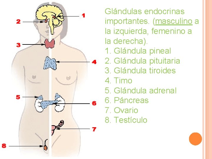 Glándulas endocrinas importantes. (masculino a la izquierda, femenino a la derecha). 1. Glándula pineal