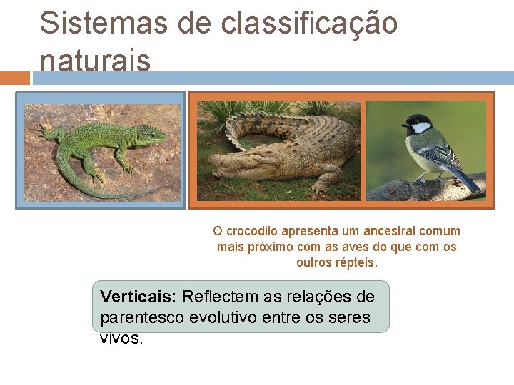 Sistemas de classificação naturais O crocodilo apresenta um ancestral comum mais próximo com as