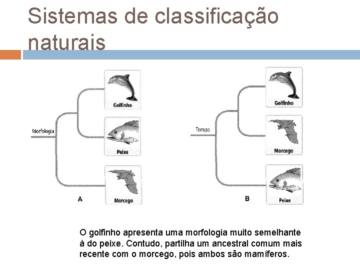 Sistemas de classificação naturais O golfinho apresenta uma morfologia muito semelhante à do peixe.