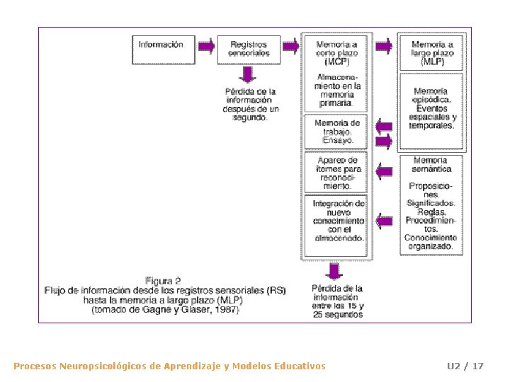 Procesos Neuropsicológicos de Aprendizaje y Modelos Educativos U 2 / 17 