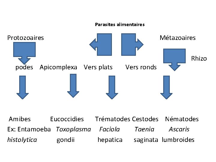 Parasites alimentaires Protozoaires podes Apicomplexa Vers plats Métazoaires Vers ronds Rhizo Amibes Eucoccidies Trématodes Parasites alimentaires Protozoaires podes Apicomplexa Vers plats Métazoaires Vers ronds Rhizo Amibes Eucoccidies Trématodes