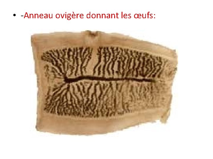 • -Anneau ovigère donnant les œufs: • -Anneau ovigère donnant les œufs: