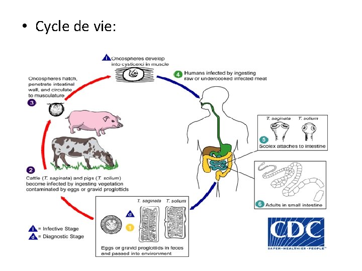 • Cycle de vie: • Cycle de vie: