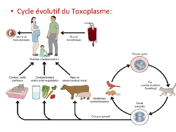 • Cycle évolutif du Toxoplasme: • Cycle évolutif du Toxoplasme: