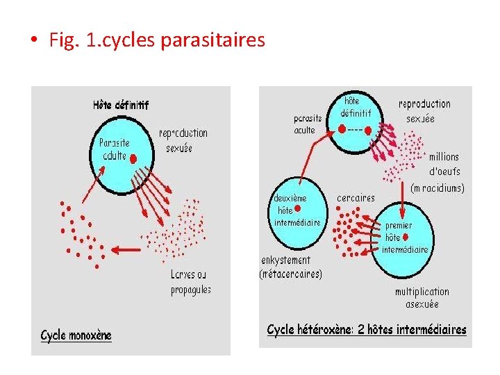 • Fig. 1. cycles parasitaires • Fig. 1. cycles parasitaires