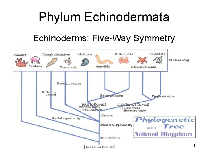 Phylum Echinodermata Echinoderms: Five-Way Symmetry 1 Phylum Echinodermata Echinoderms: Five-Way Symmetry 1