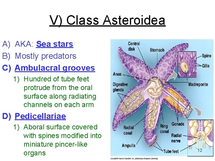 V) Class Asteroidea A) AKA: Sea stars B) Mostly predators C) Ambulacral grooves 1) V) Class Asteroidea A) AKA: Sea stars B) Mostly predators C) Ambulacral grooves 1)