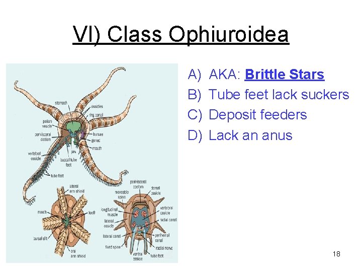 VI) Class Ophiuroidea A) B) C) D) AKA: Brittle Stars Tube feet lack suckers VI) Class Ophiuroidea A) B) C) D) AKA: Brittle Stars Tube feet lack suckers