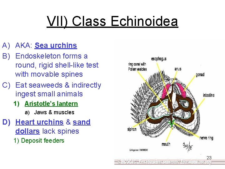 VII) Class Echinoidea A) AKA: Sea urchins B) Endoskeleton forms a round, rigid shell-like VII) Class Echinoidea A) AKA: Sea urchins B) Endoskeleton forms a round, rigid shell-like