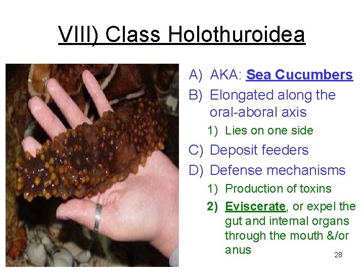 VIII) Class Holothuroidea A) AKA: Sea Cucumbers B) Elongated along the oral-aboral axis 1) VIII) Class Holothuroidea A) AKA: Sea Cucumbers B) Elongated along the oral-aboral axis 1)